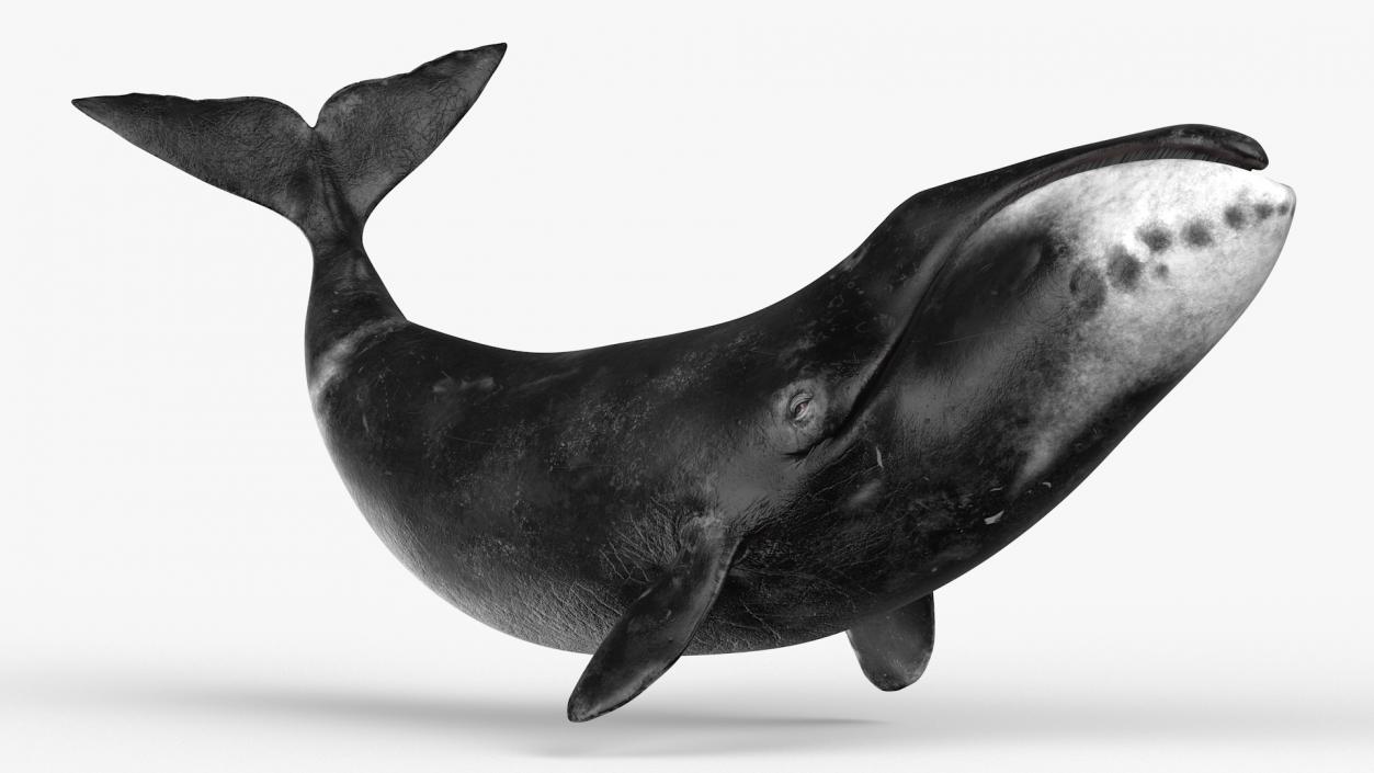 3D Bowhead Whale Swimming Pose Fur