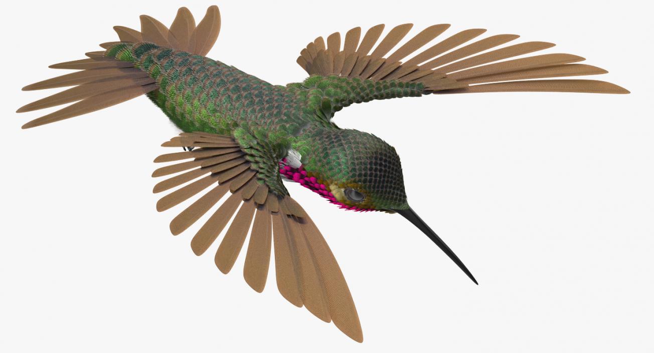 3D Broad Tailed Hummingbird Rigged