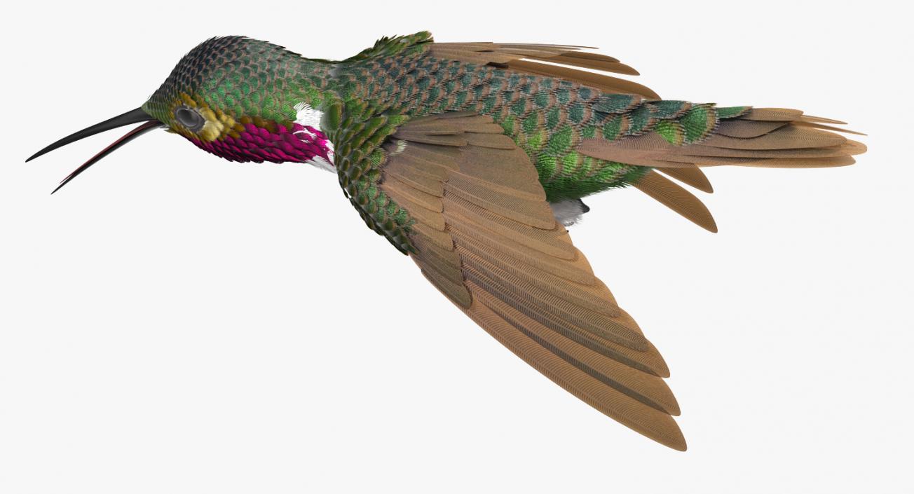 3D Broad Tailed Hummingbird Rigged