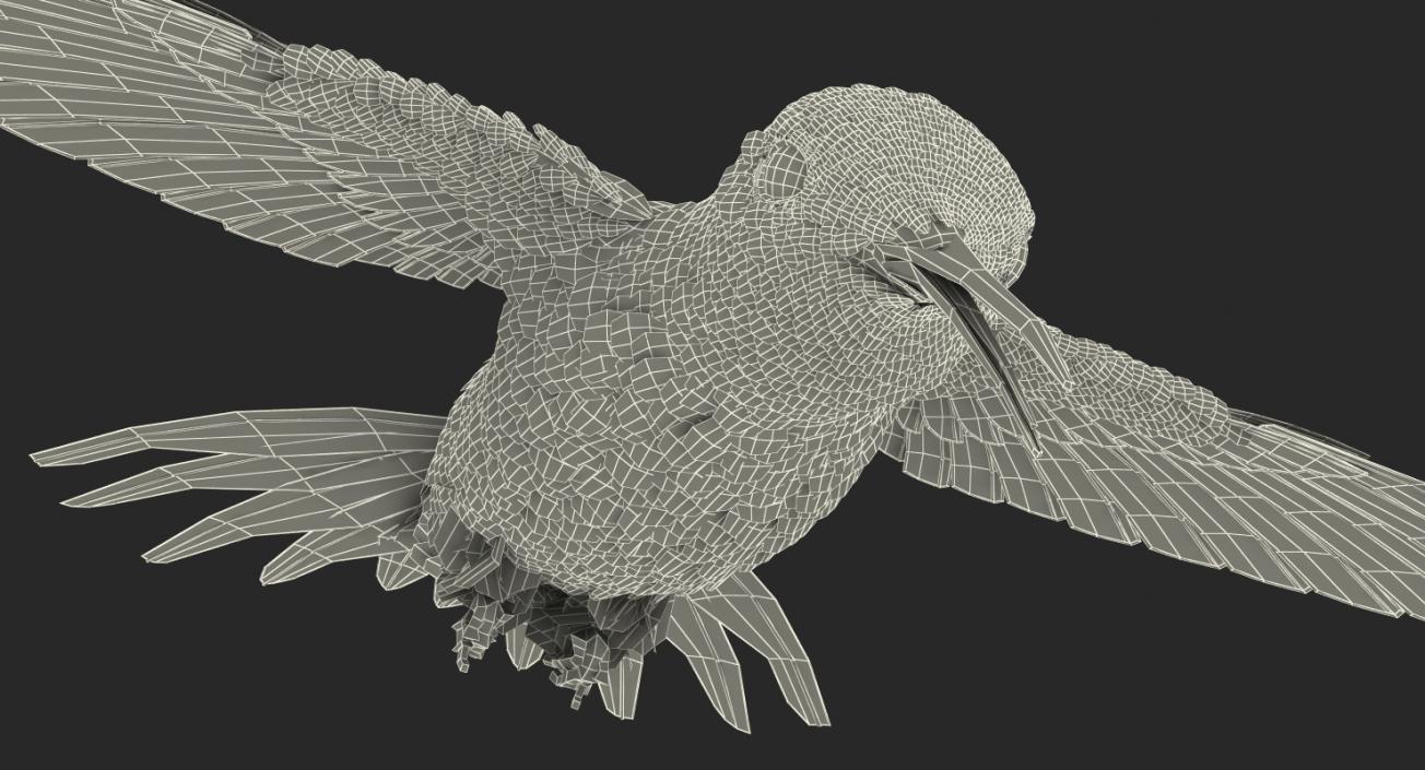 3D Broad Tailed Hummingbird Rigged