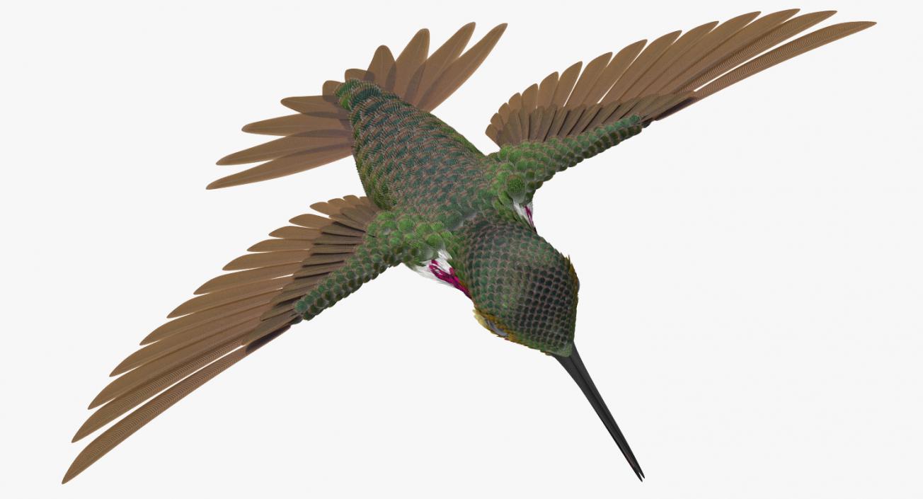 3D Broad Tailed Hummingbird Rigged