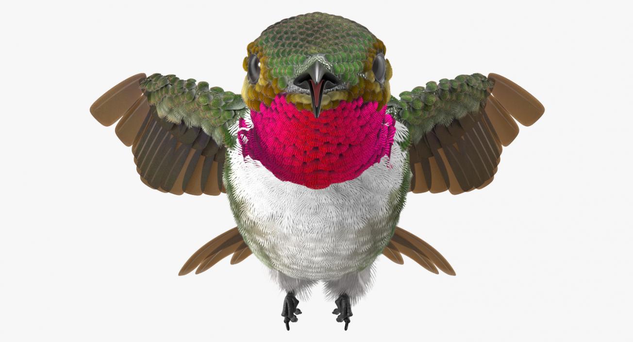 3D Broad Tailed Hummingbird Rigged