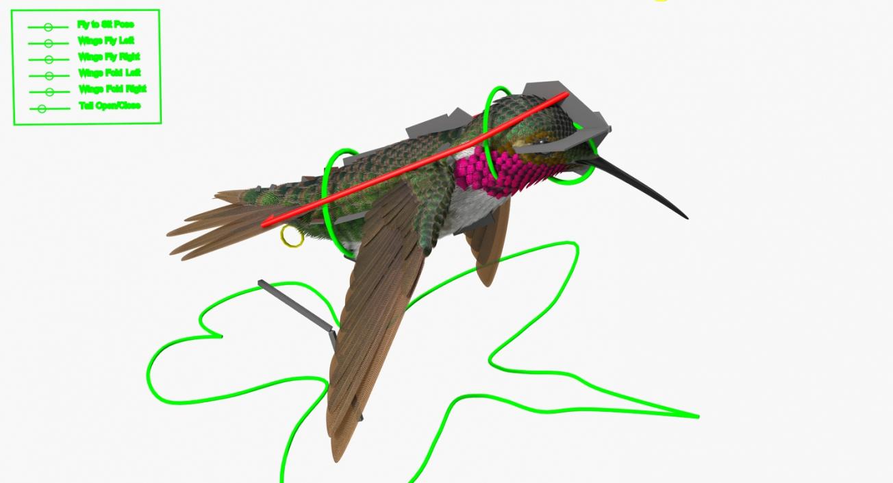 3D Broad Tailed Hummingbird Rigged