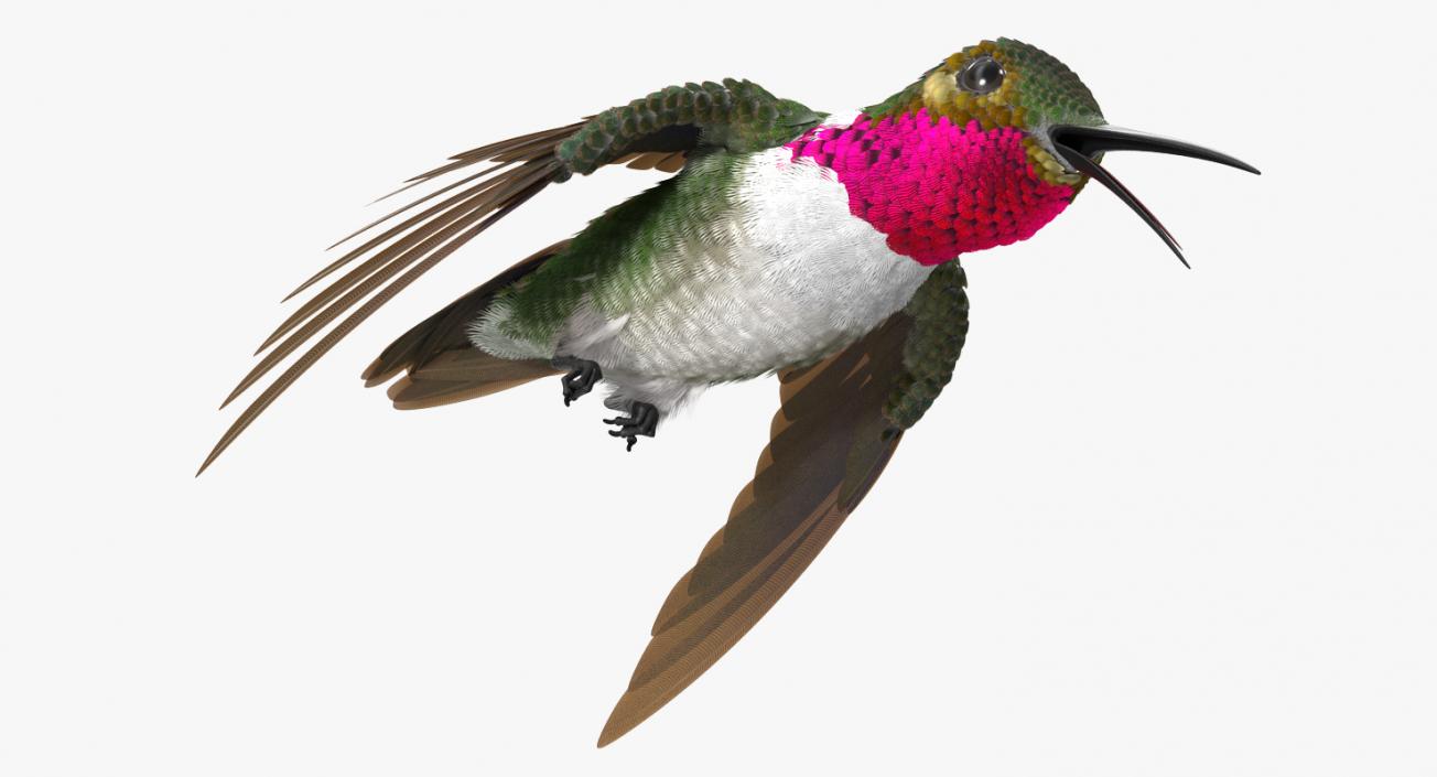 3D Broad Tailed Hummingbird Rigged