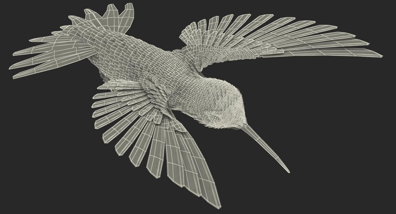 3D Broad Tailed Hummingbird Rigged