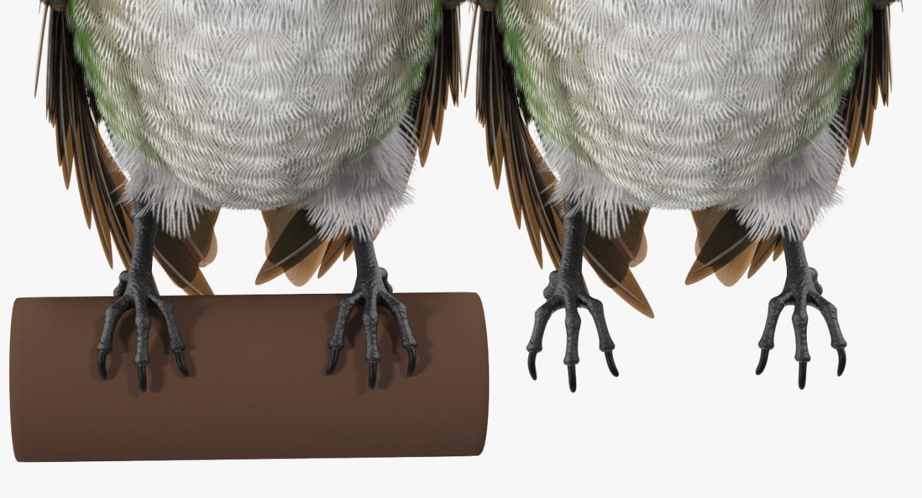 3D Broad Tailed Hummingbird Rigged