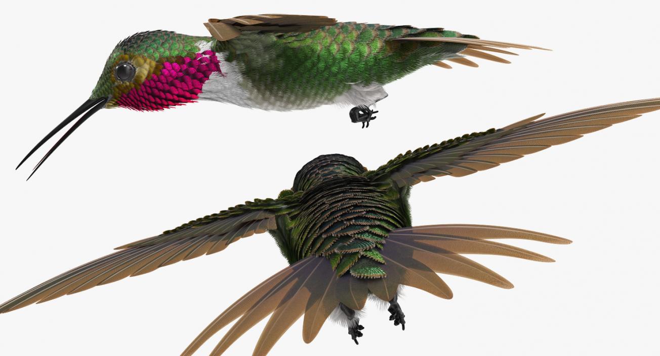 3D Broad Tailed Hummingbird Rigged