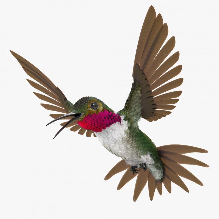 3D Broad Tailed Hummingbird Rigged