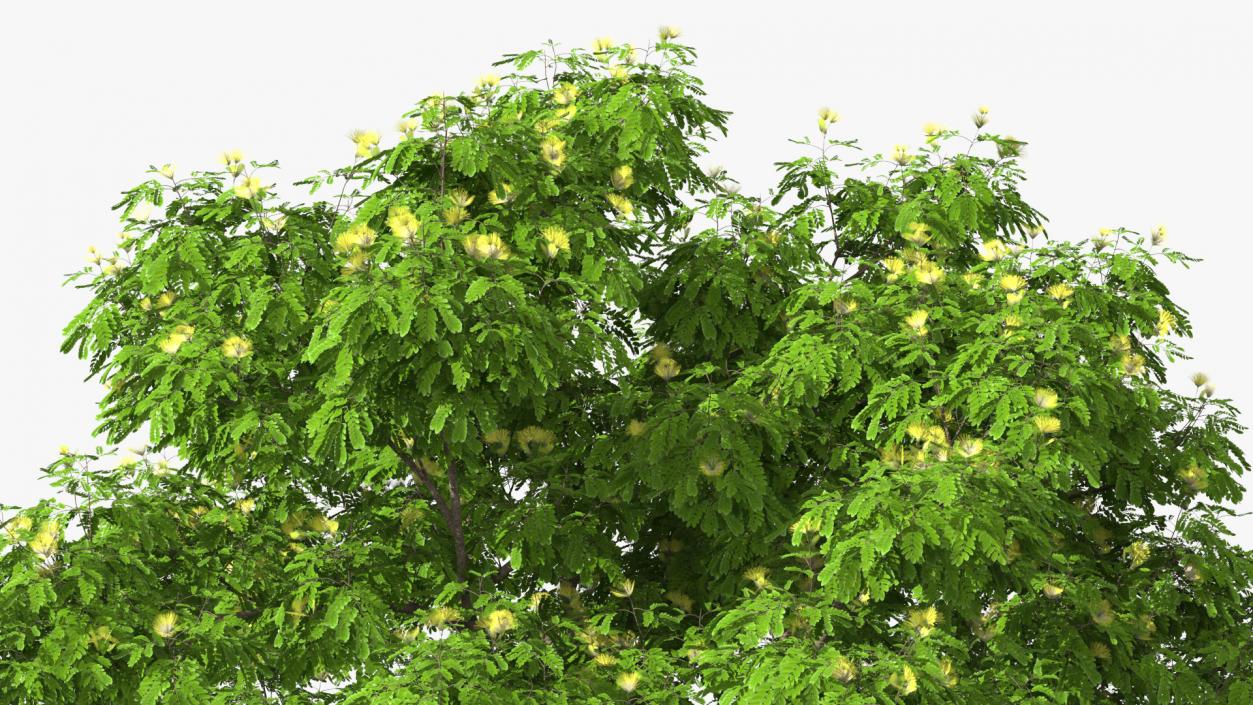 Albizia Lebbeck Blooming 3D model