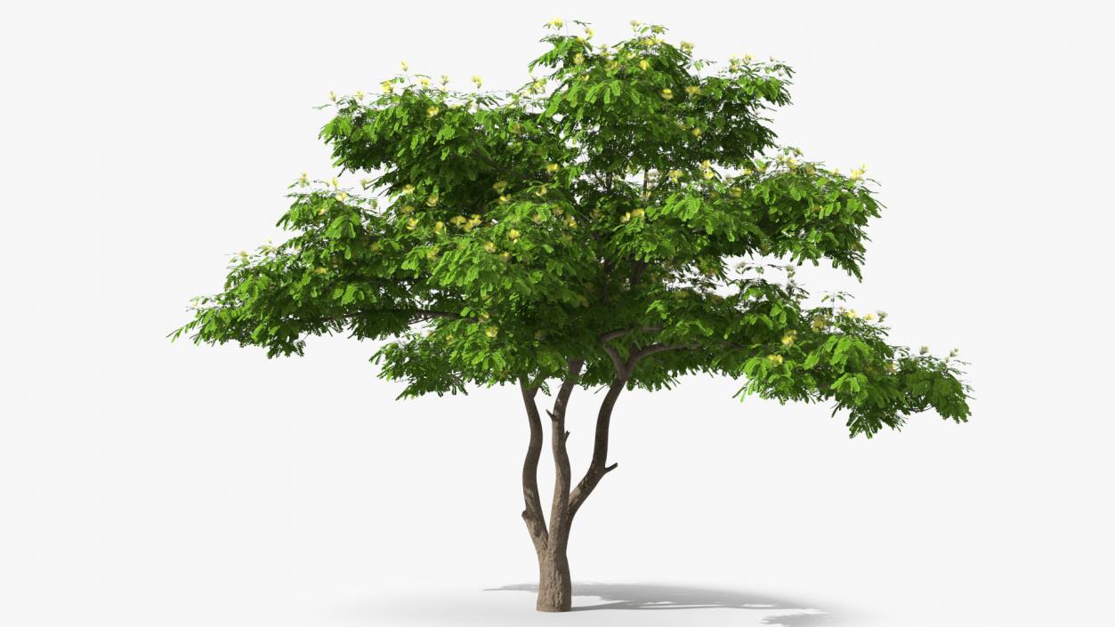 Albizia Lebbeck Blooming 3D model