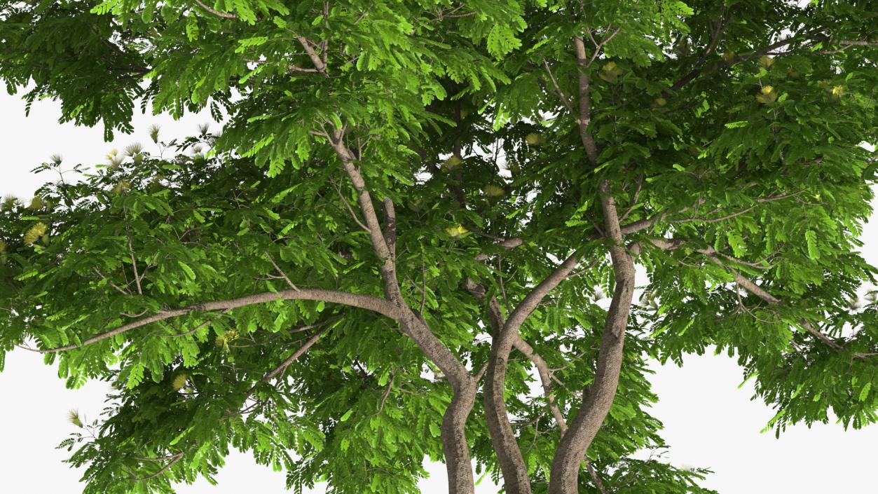 Albizia Lebbeck Blooming 3D model