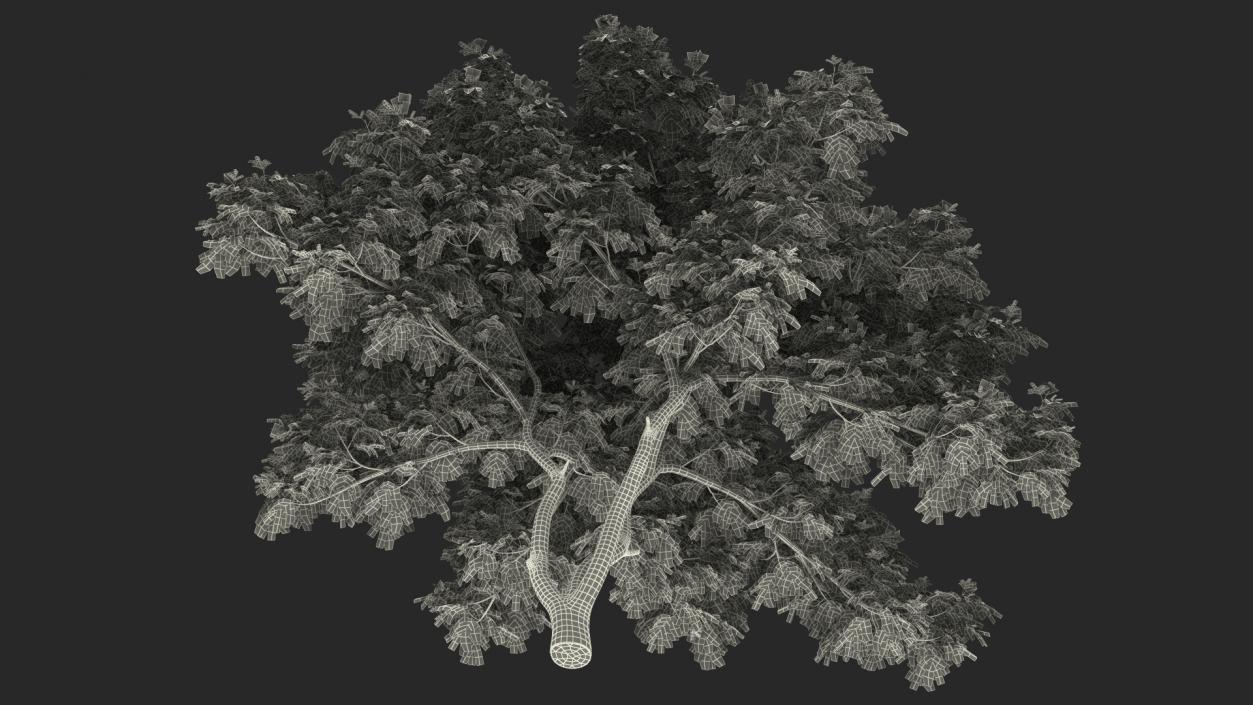 Albizia Lebbeck Blooming 3D model