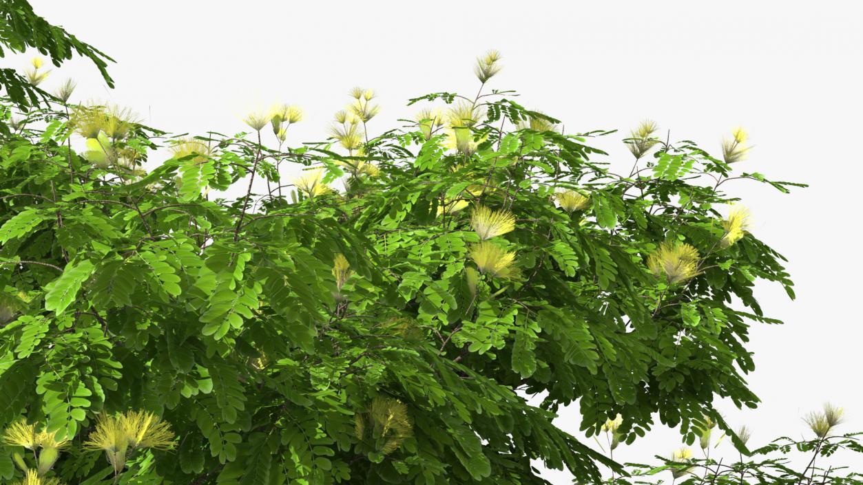 Albizia Lebbeck Blooming 3D model