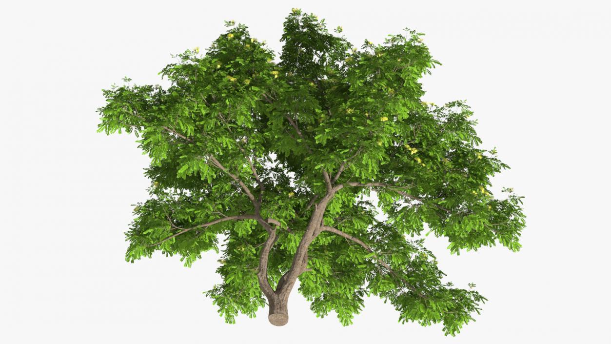 Albizia Lebbeck Blooming 3D model