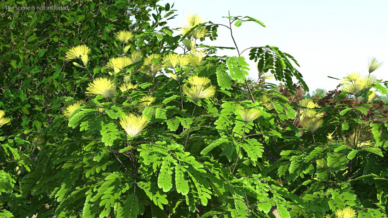 Albizia Lebbeck Blooming 3D model