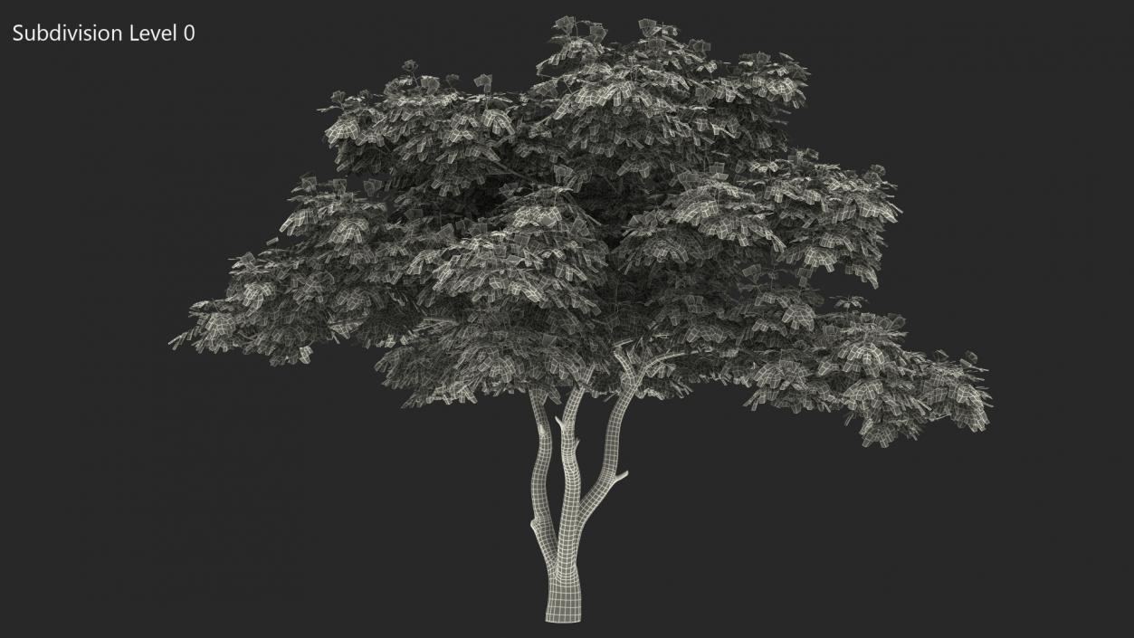 Albizia Lebbeck Blooming 3D model