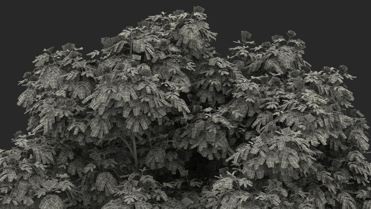 Albizia Lebbeck Blooming 3D model