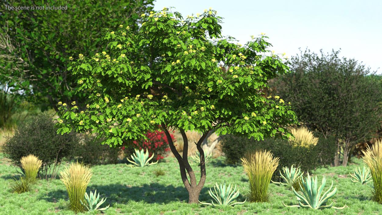 Albizia Lebbeck Blooming 3D model