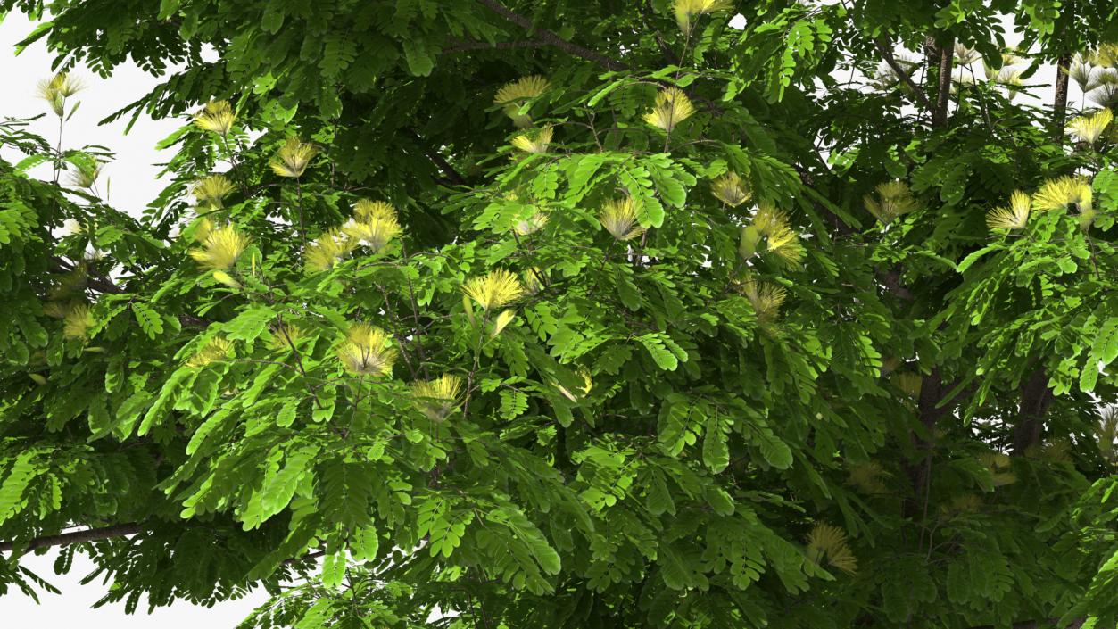 Albizia Lebbeck Blooming 3D model