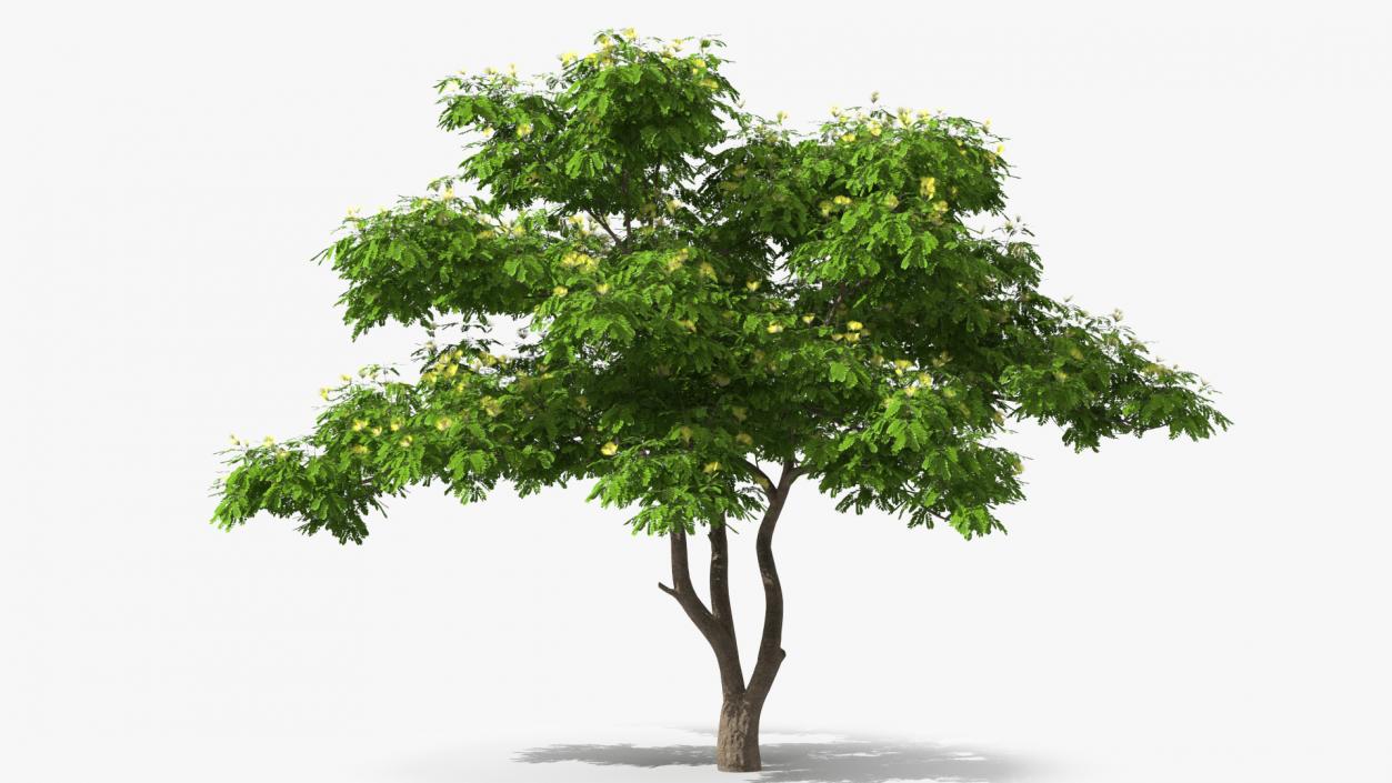 Albizia Lebbeck Blooming 3D model