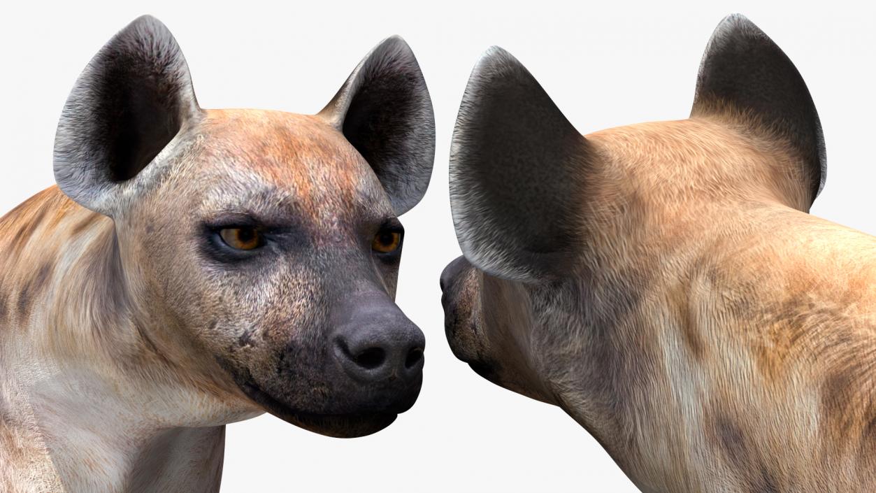 3D Hyena Walking Pose model