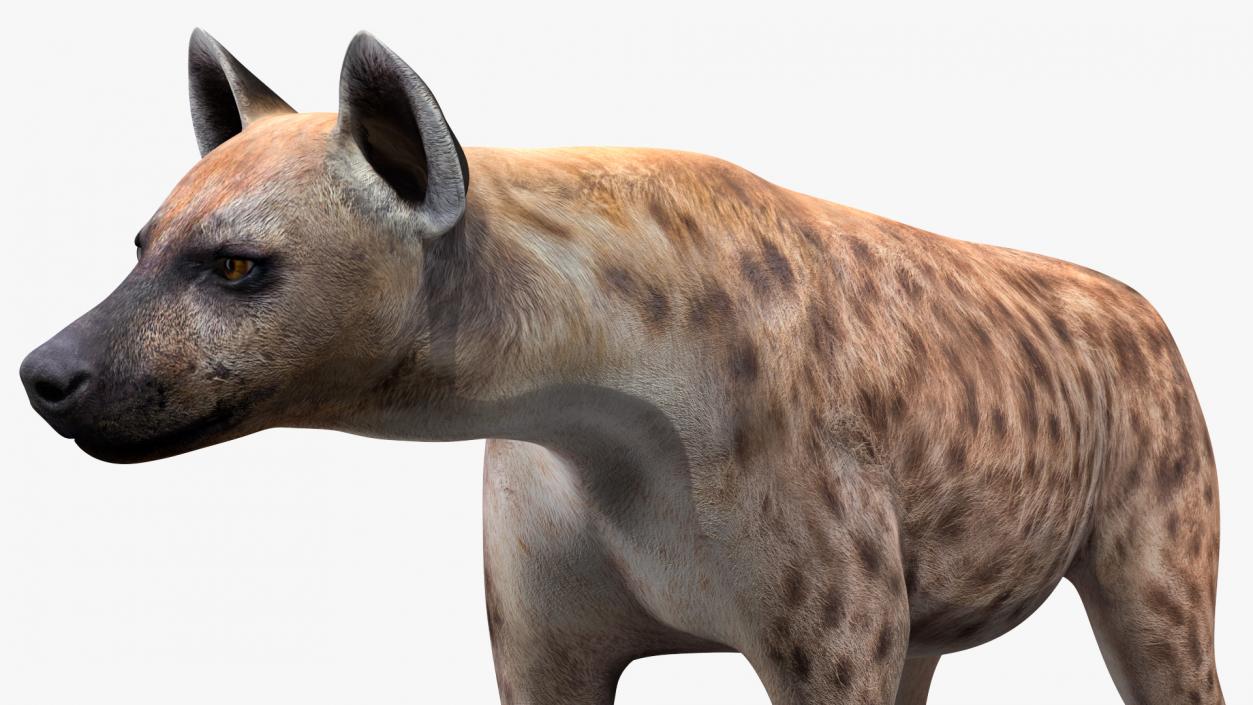 3D Hyena Walking Pose model