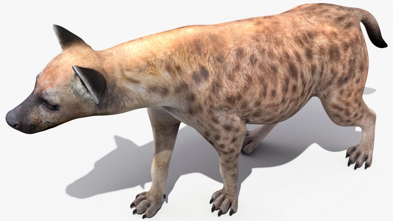 3D Hyena Walking Pose model