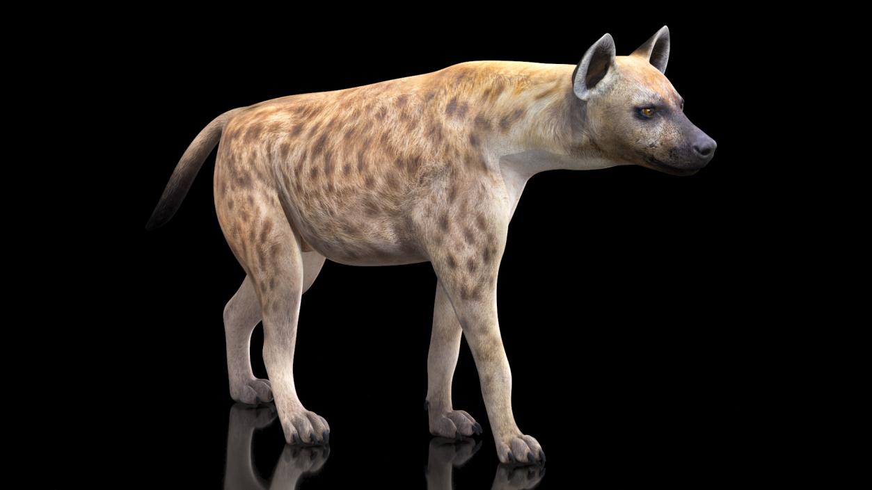 3D Hyena Walking Pose model