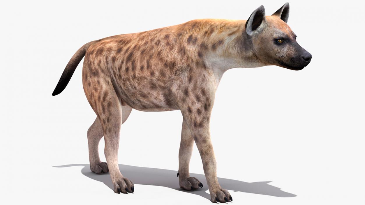 3D Hyena Walking Pose model