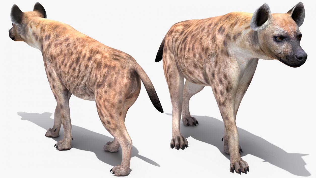 3D Hyena Walking Pose model