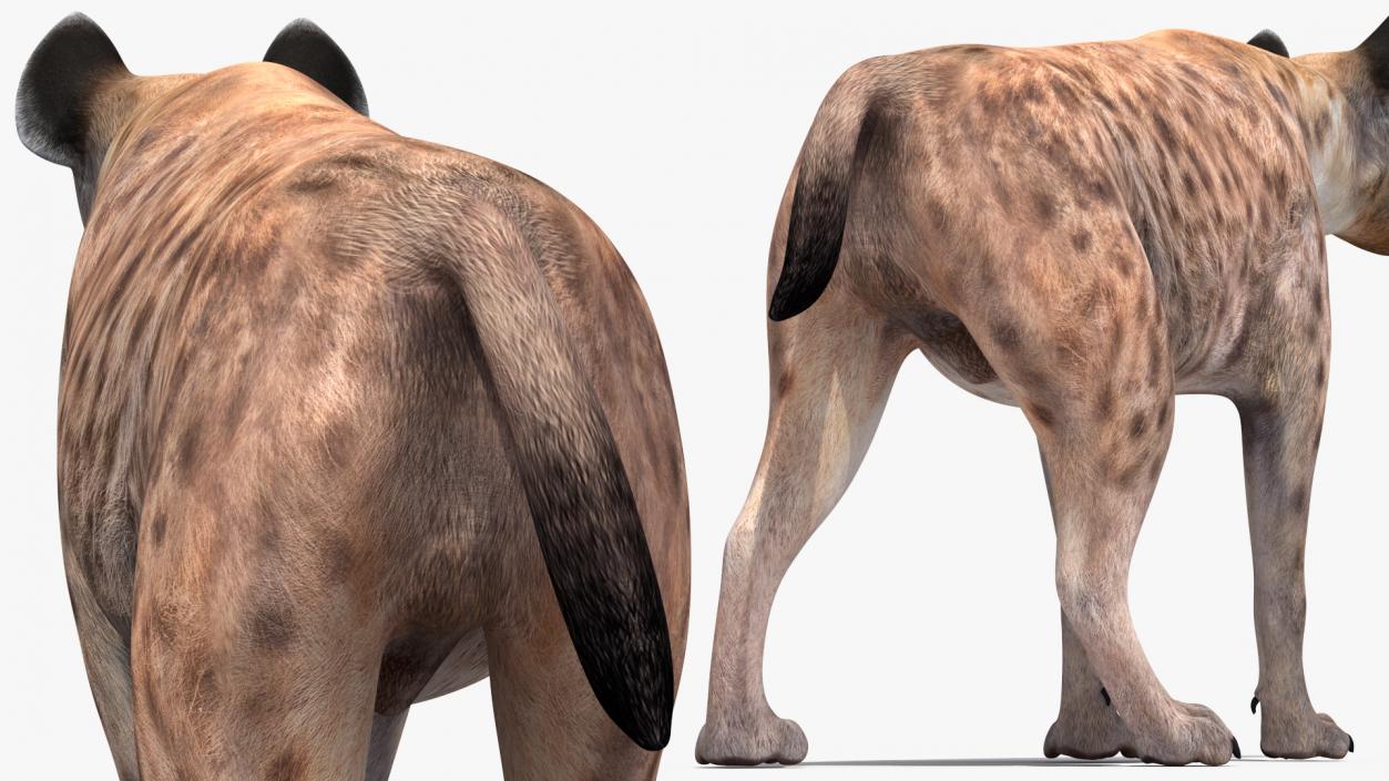 3D Hyena Walking Pose model