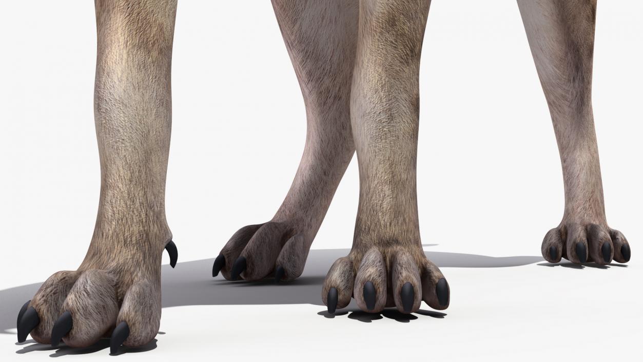 3D Hyena Walking Pose model