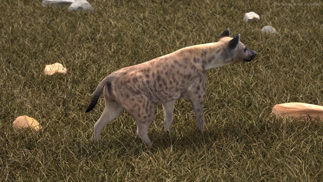 3D Hyena Walking Pose model