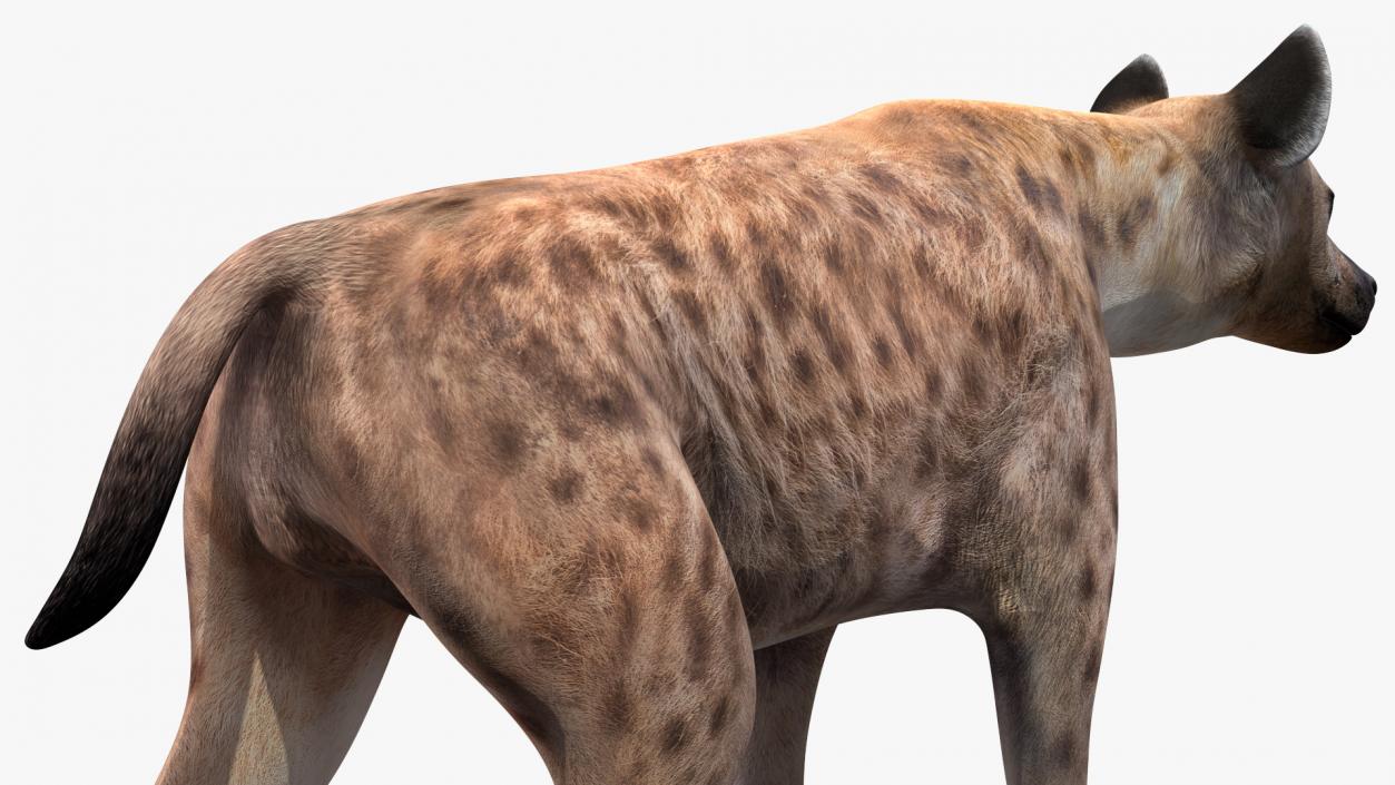 3D Hyena Walking Pose model