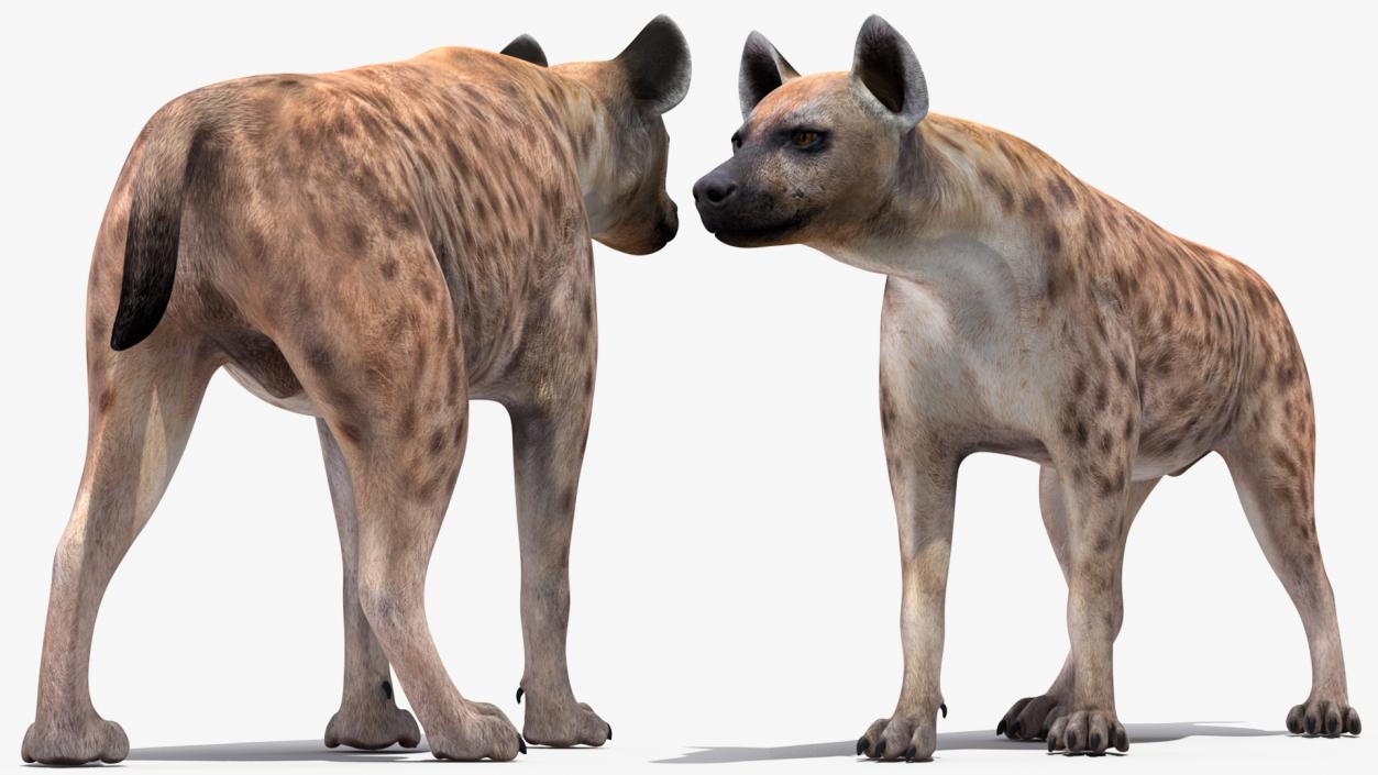 3D Hyena Walking Pose model