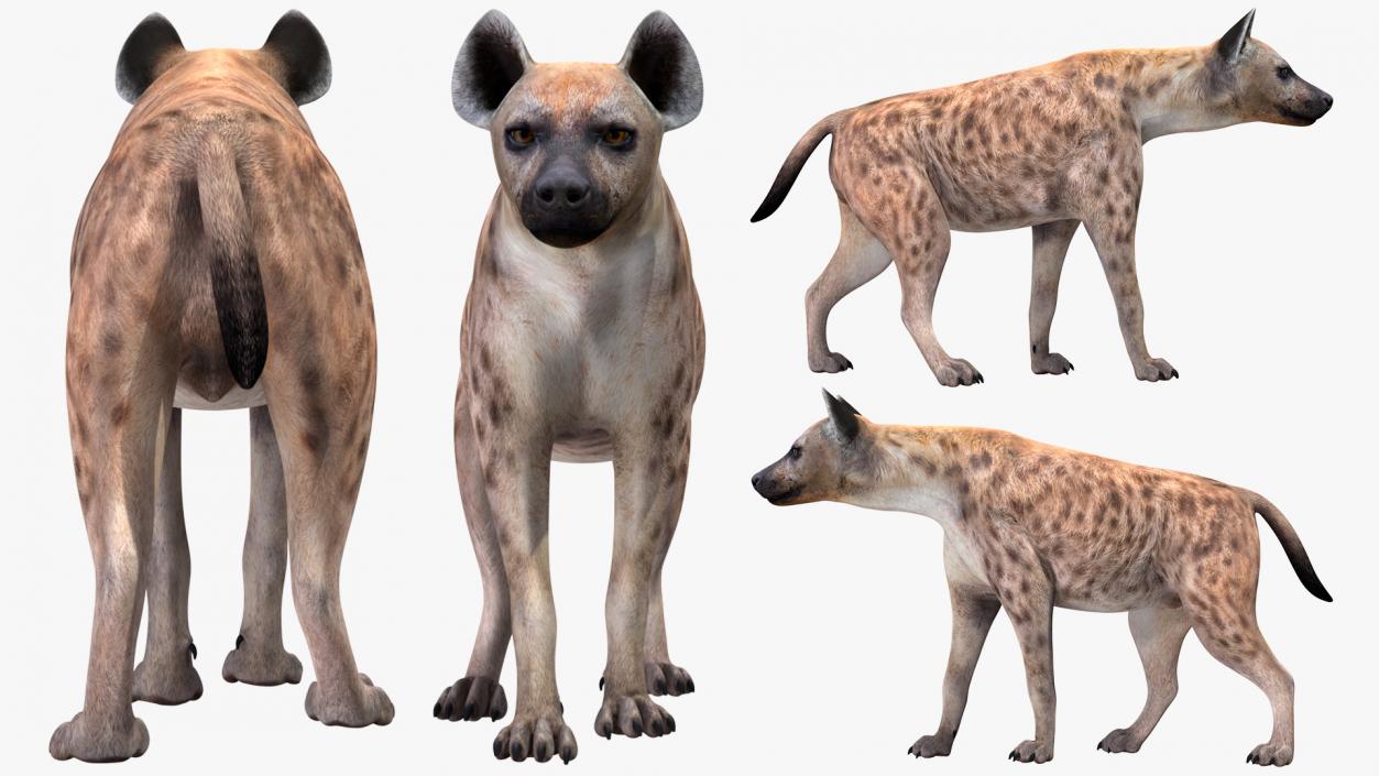 3D Hyena Walking Pose model