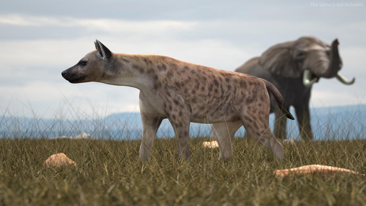 3D Hyena Walking Pose model