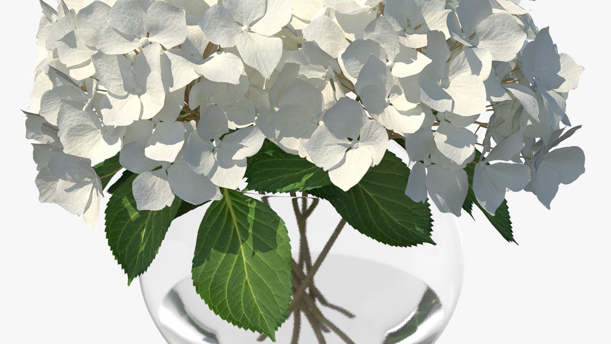 3D White Hydrangea Macrophylla in Glass Bowl