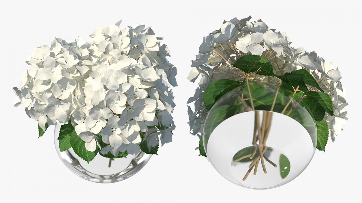 3D White Hydrangea Macrophylla in Glass Bowl