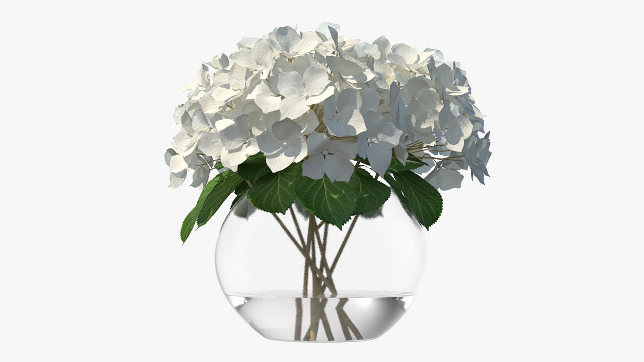 3D White Hydrangea Macrophylla in Glass Bowl