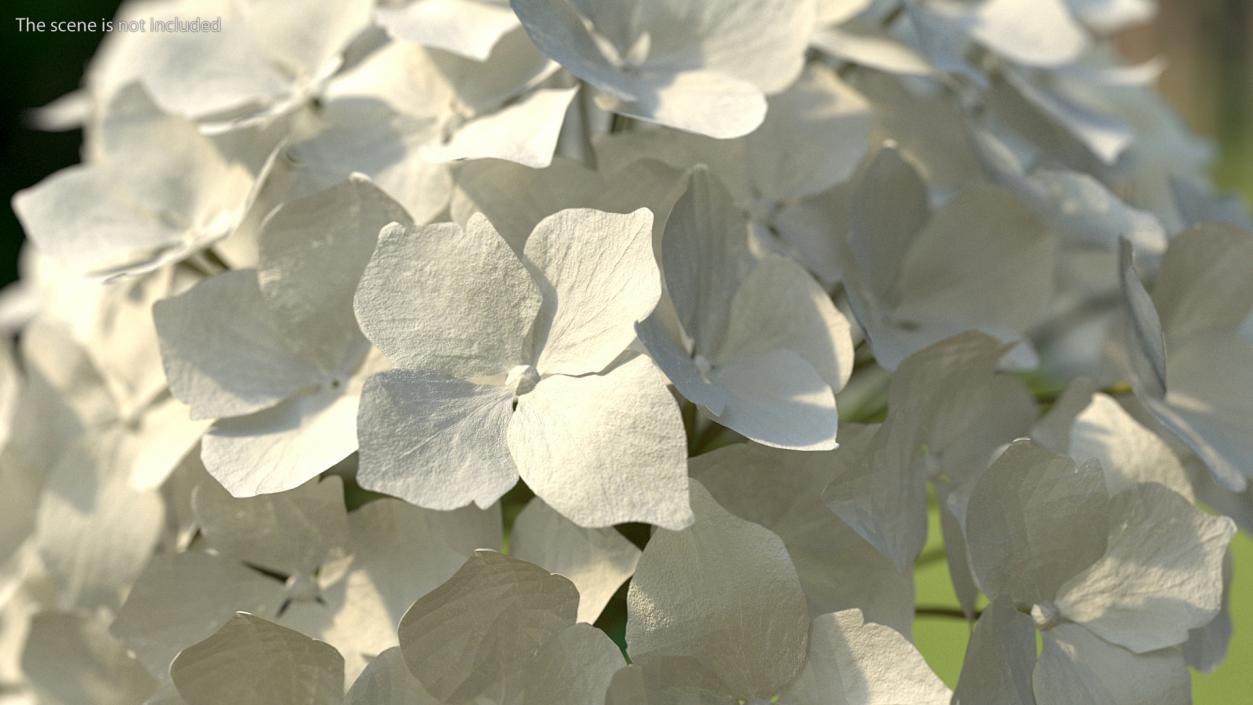 3D White Hydrangea Macrophylla in Glass Bowl