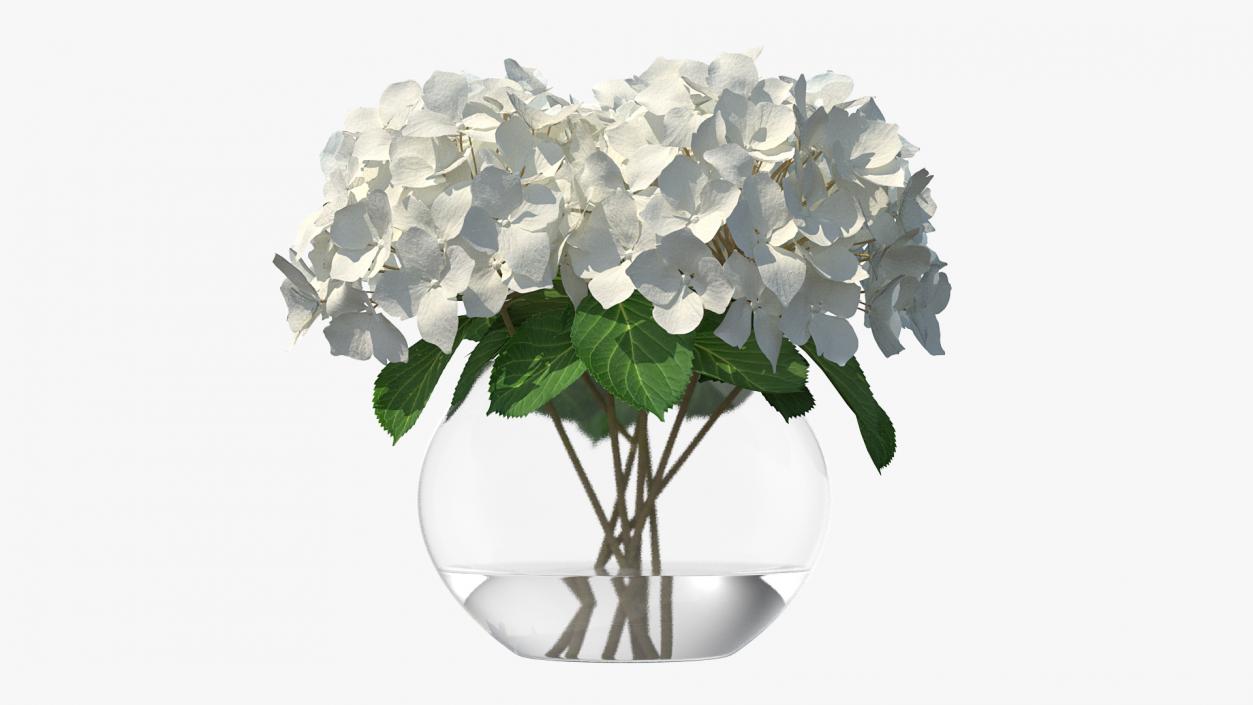 3D White Hydrangea Macrophylla in Glass Bowl