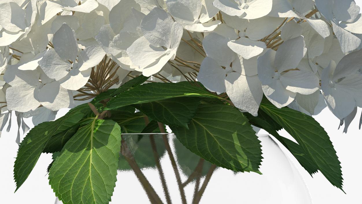 3D White Hydrangea Macrophylla in Glass Bowl