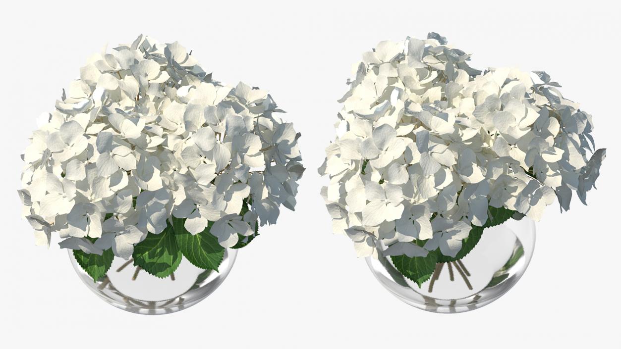 3D White Hydrangea Macrophylla in Glass Bowl