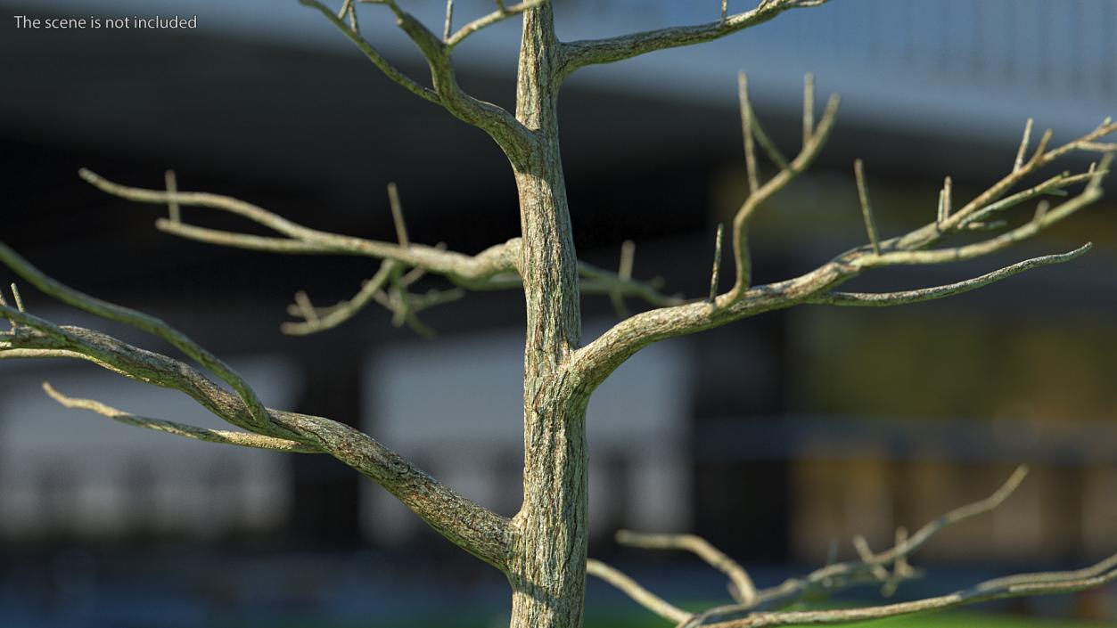 3D Podocarpus Trunk