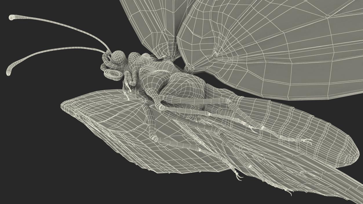 3D model Animated Flight Monarch Butterfly Rigged