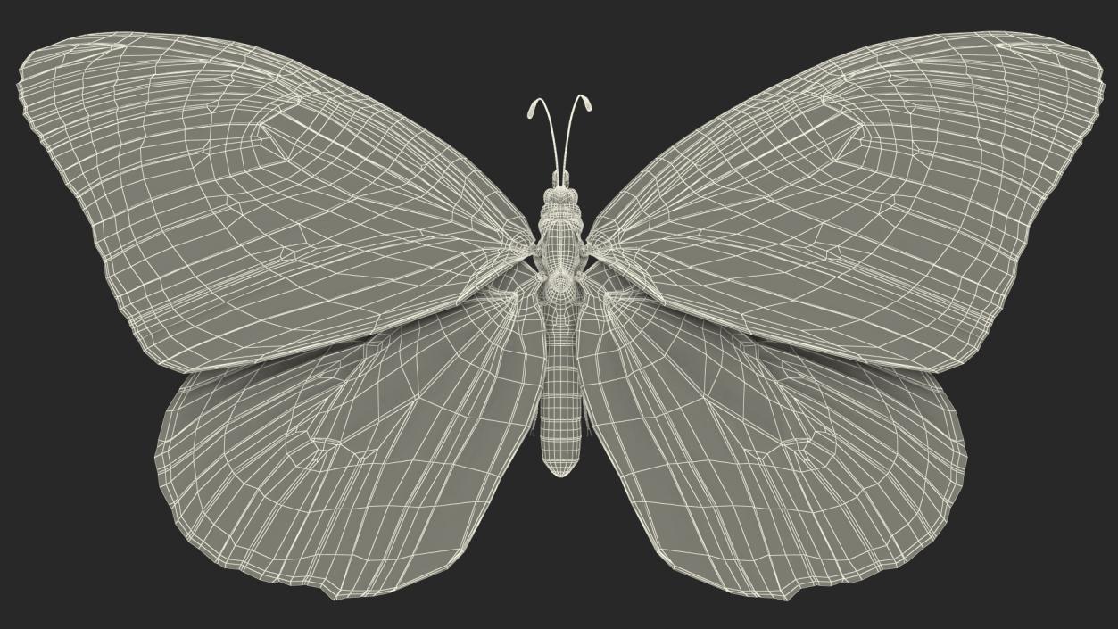 3D model Animated Flight Monarch Butterfly Rigged