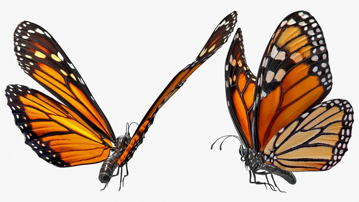 3D model Animated Flight Monarch Butterfly Rigged