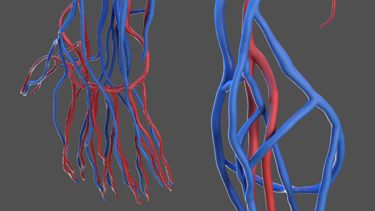 3D Human Arm Cardiovascular System