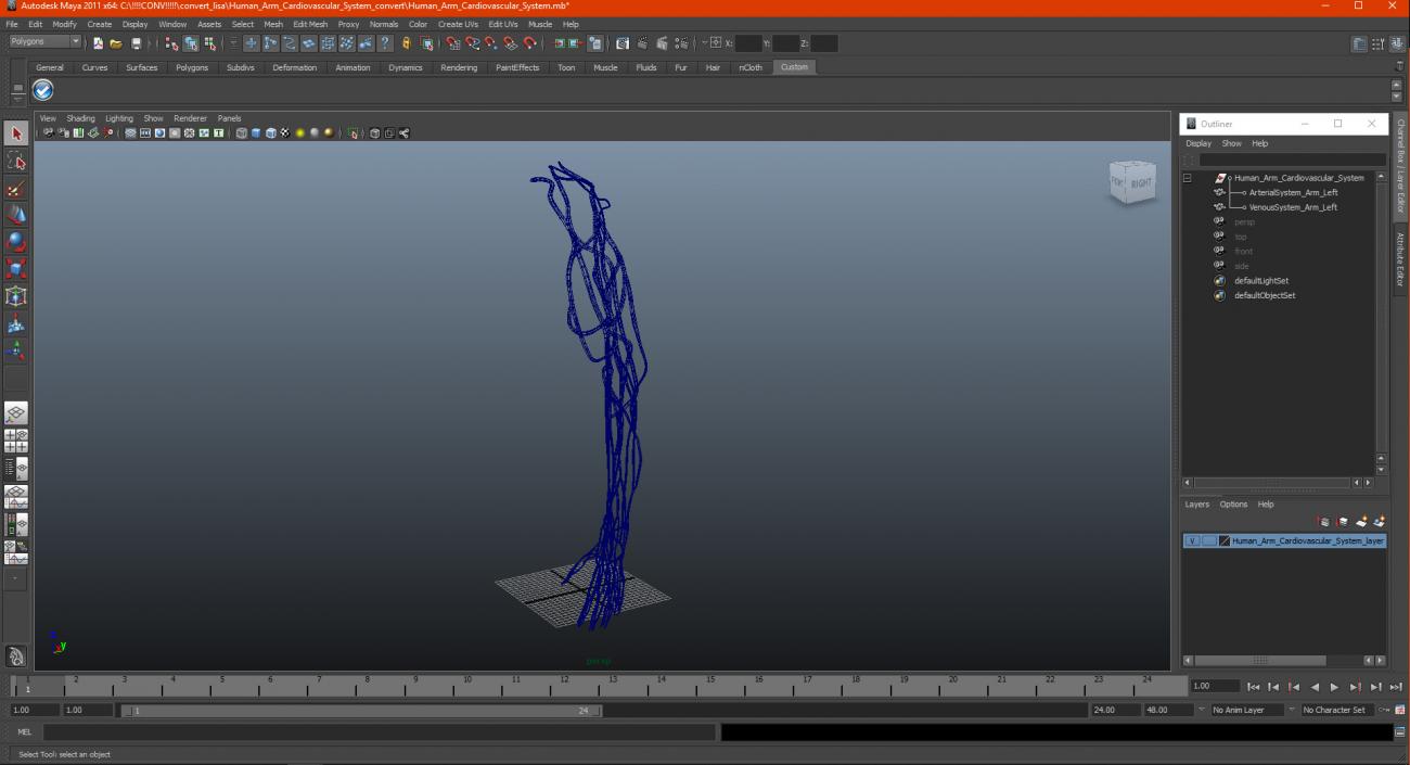 3D Human Arm Cardiovascular System